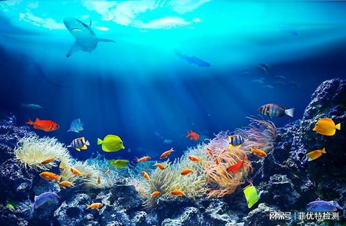 探索海洋的藍色寶藏 海洋生物功效成分檢測與合成技術研發