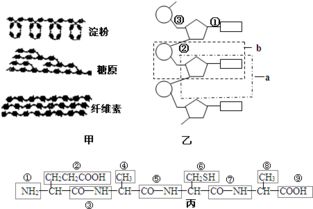 生物大分子的結(jié)構(gòu)模式與合成機(jī)制解析