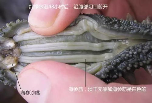 海參 自然饋贈(zèng)的養(yǎng)生瑰寶，男女皆宜的滋補(bǔ)佳品