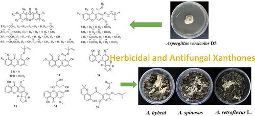 海洋真菌 天然除草與殺菌劑的綠色寶庫與合成技術(shù)新突破