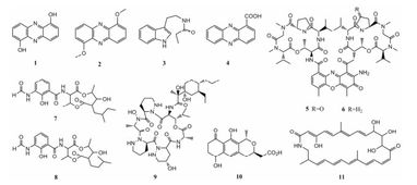 動(dòng)物來源放線菌的次級代謝產(chǎn)物及其生物活性研究進(jìn)展 純化策略與挑戰(zhàn)